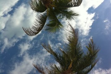 Wolke, Pflanze, Baum, Himmel, draußen, Palme, Palmen, Palme Orchidee, Natur