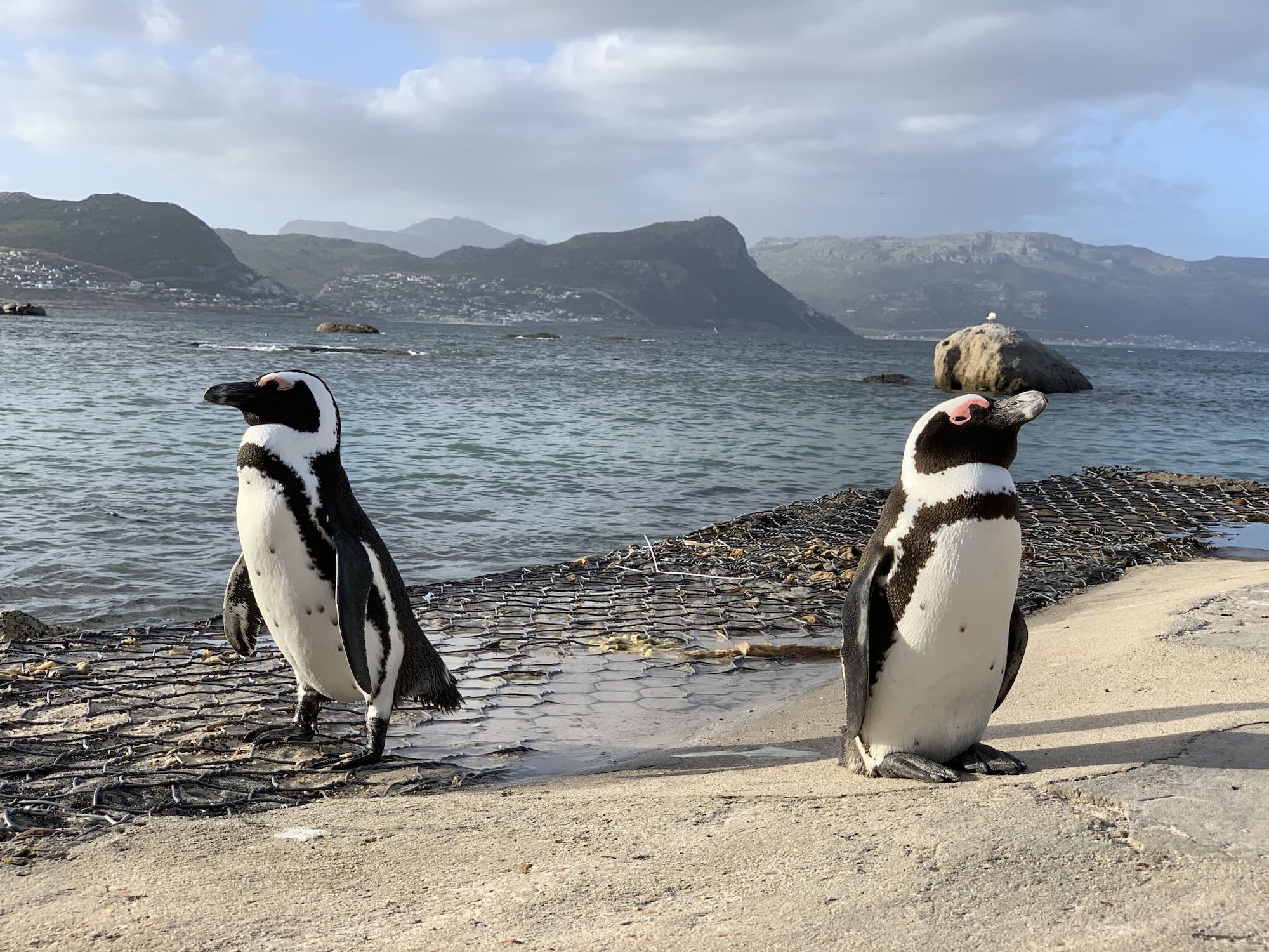 Vogel, Wasservögel, Tier, Pinguin, draußen, Himmel, Wolke, Flugunfähiger Vogel, Gelände, Adeliepinguin, Wasser, Strand, Berg, stehend, Stein, Meer