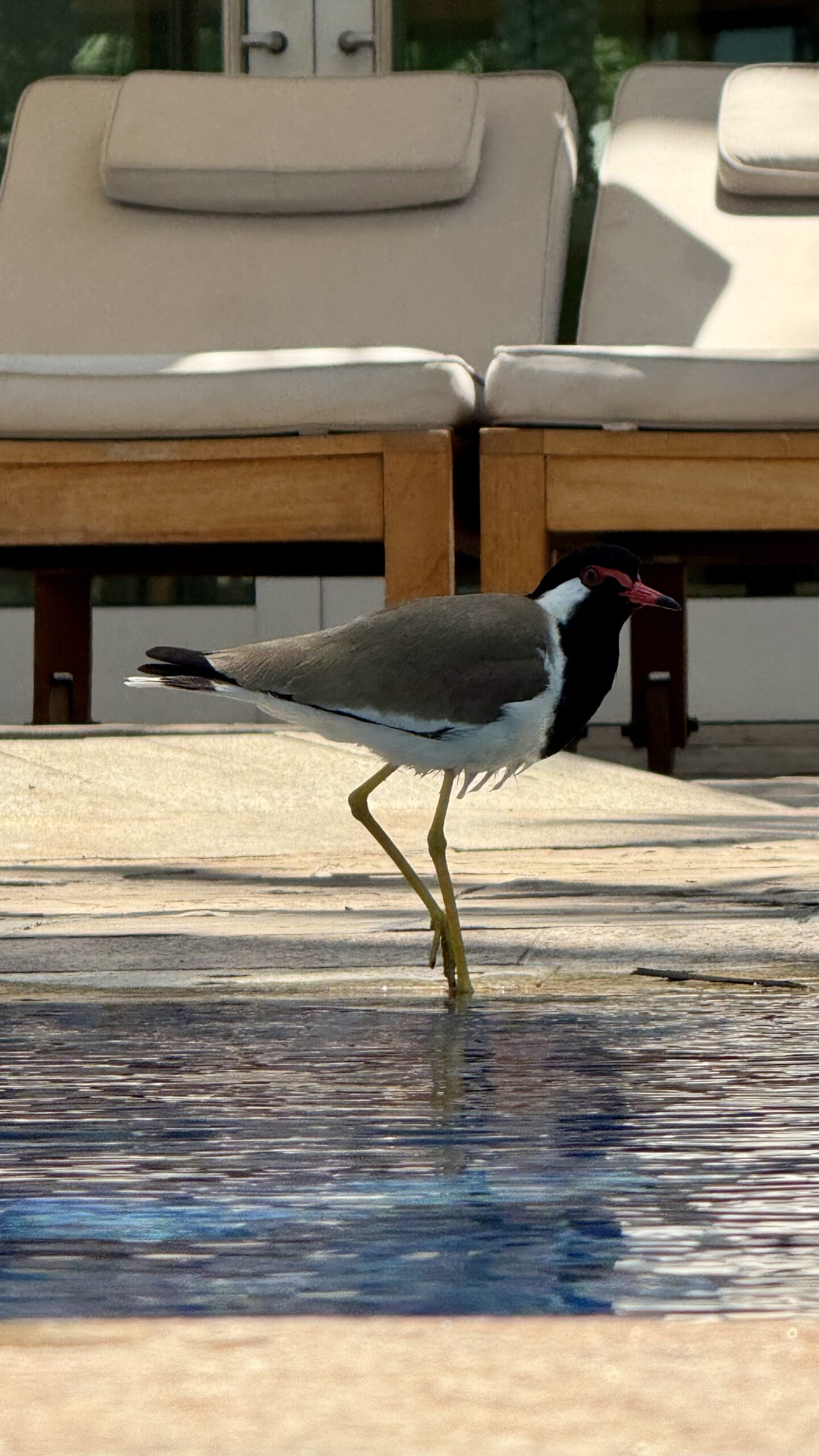draußen, Mobiliar, Pool, Wasservögel, Wasser, Tier, Gelände, Vogel, Parkbank, Sitzen, Park, Stuhl
